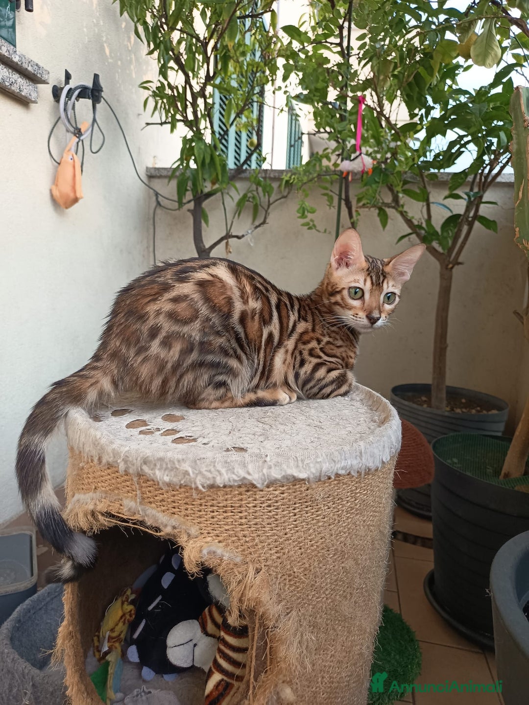 Bengala gatti in vendita: Gatto bengala - Annuncio 3