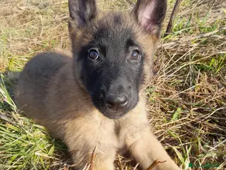 Pastore Belga cani Pastore Belga Malinois - Annuncio 12