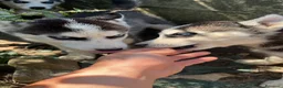 Husky cani in vendita: Siberian Husky  - Annuncio 7
