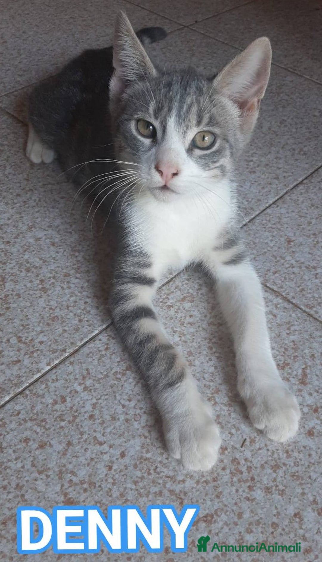 Europeo gatti in regalo: DENNY, tenero micino in adozione! - Annuncio 5