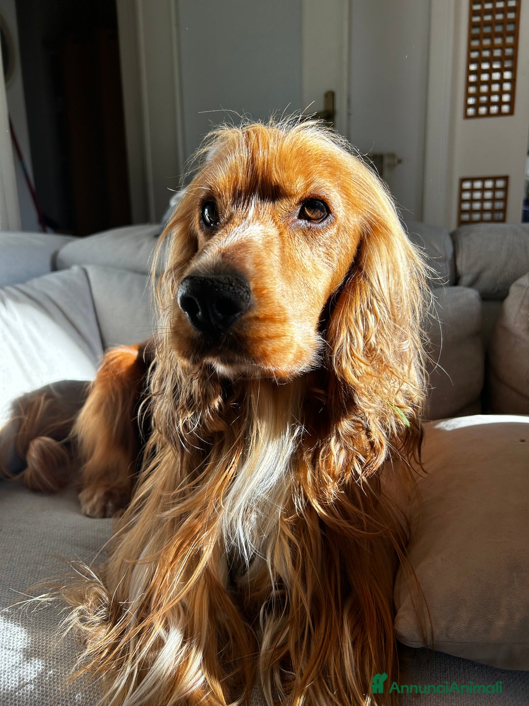 Cocker cani per accoppiamento: Cocker maschio per monta - Annuncio 3