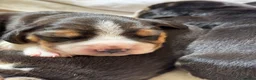 Beagle cani in vendita: Beagle con pedigree - Annuncio 7
