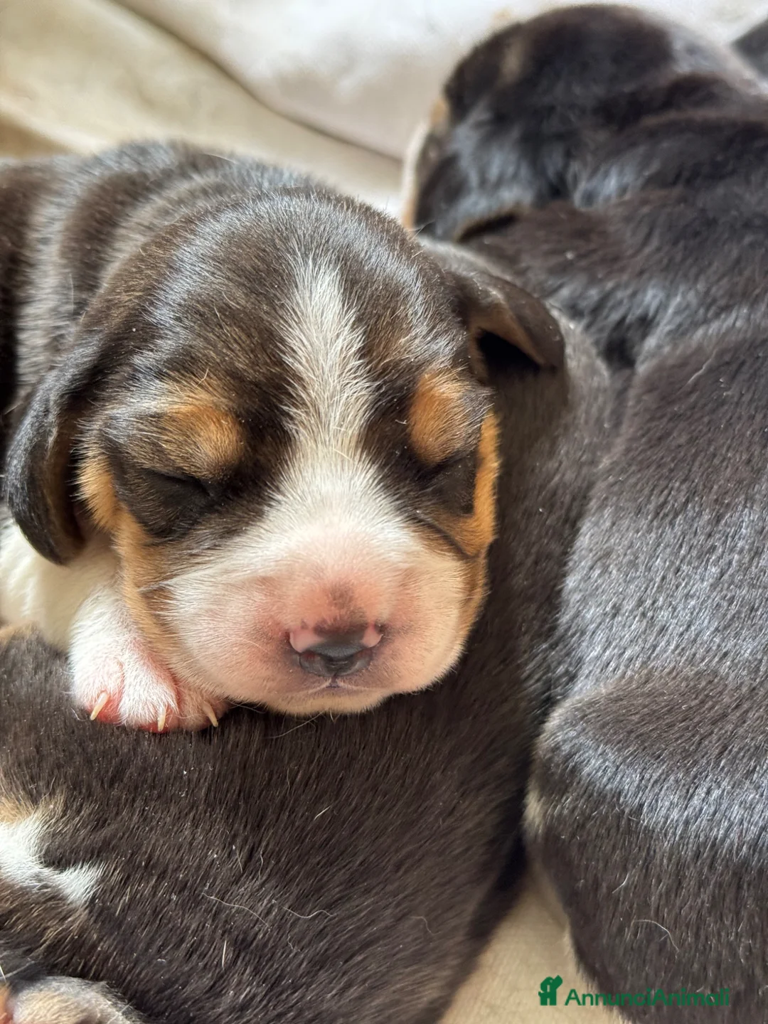 Beagle cani in vendita: Beagle con pedigree - Annuncio 7
