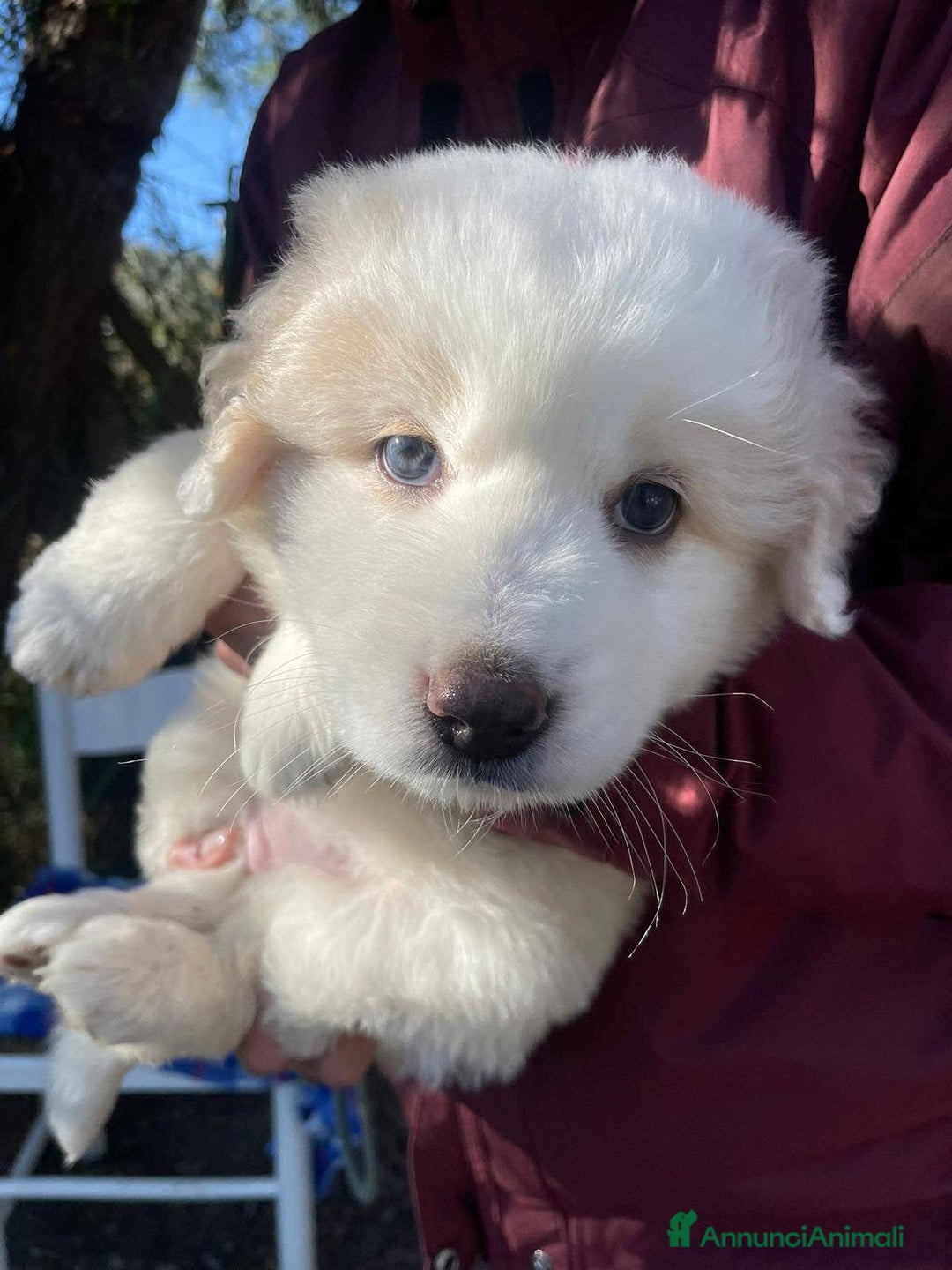 Meticcio cani in regalo: Adozione dolci cuccioli 2 mesi taglia grande - Annuncio 8