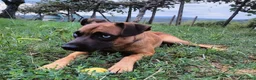 Meticcio cani in regalo: BLU buono con le persone! NO cani a Città Metropolitana di Firenze - Annuncio 1