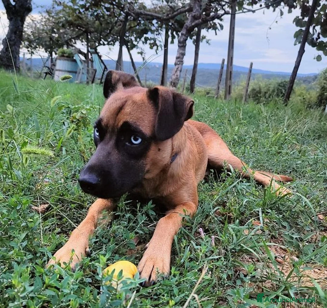 Meticcio cani in regalo: BLU buono con le persone! NO cani a Città Metropolitana di Firenze - Annuncio 1