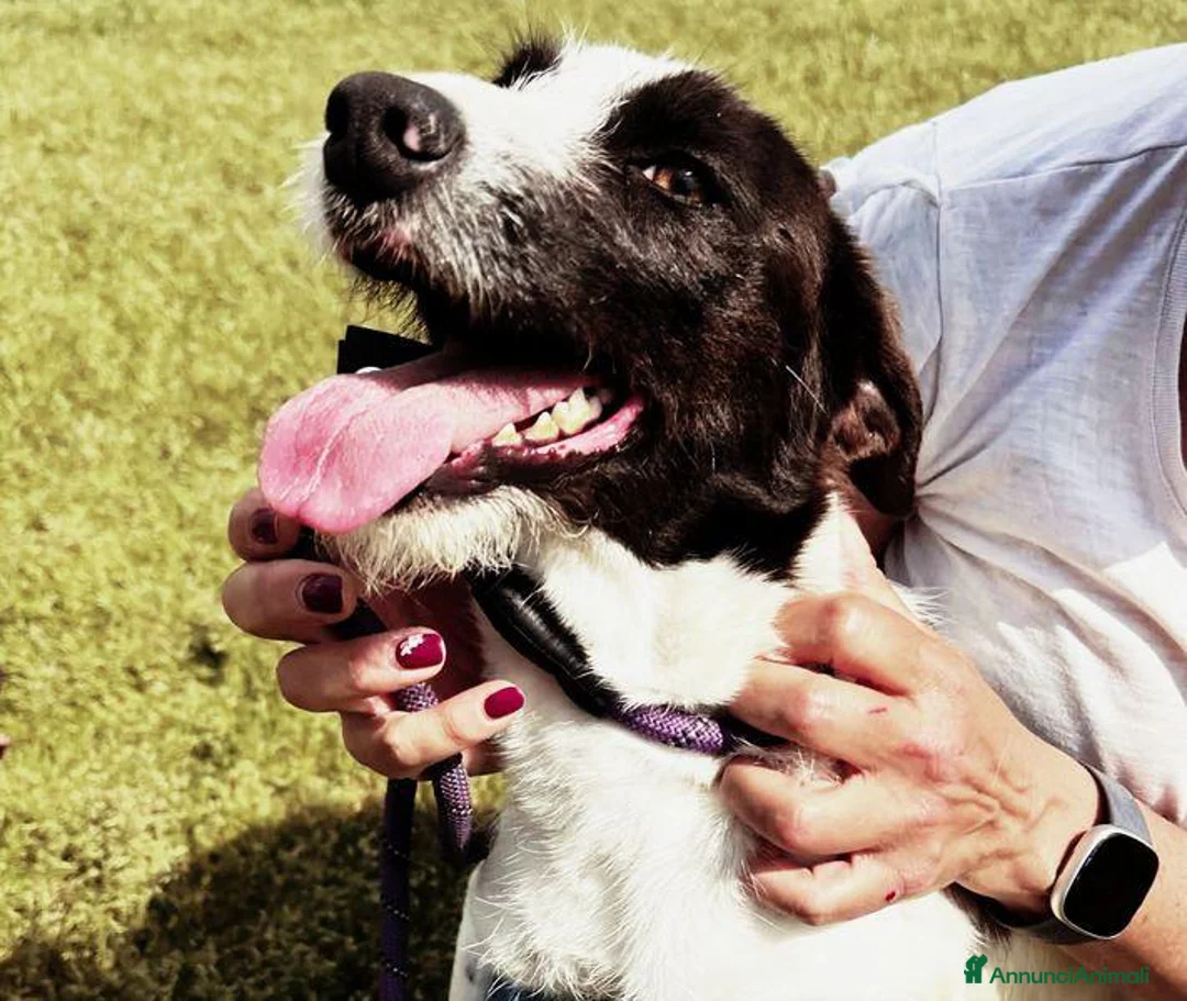 Meticcio cani in regalo: Adidas, simpatica come il suo nome - Annuncio 1