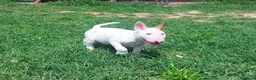 Bull Terrier cani in vendita: Cucciola di bull terrier standard - Annuncio 8