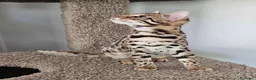 Bengala gatti in vendita: Bellissimi cuccioli di bengala - Annuncio 8