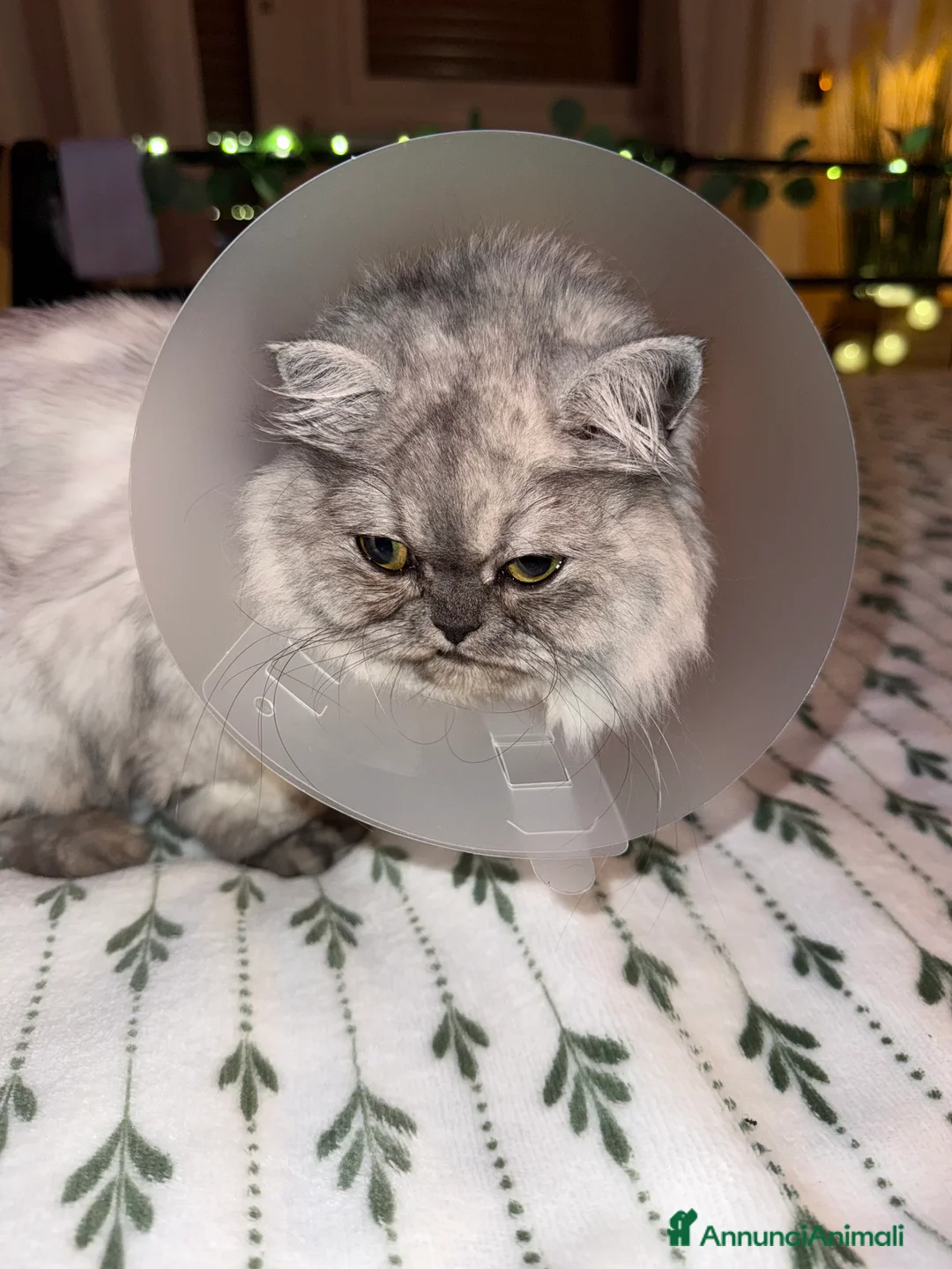 Persiano gatti in vendita: Perseano cincilla a Città metropolitana di Roma Capitale - Annuncio 6