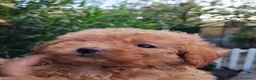 Meticcio cani in vendita: Barboncino nani e tot  a Provincia di Como - Annuncio 3