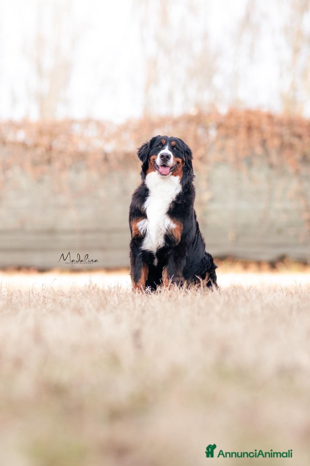 Bovaro del Bernese cani Cucciola Bovaro del bernese 4 mesi - Annuncio 19