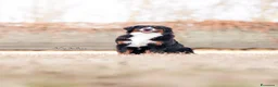 Bovaro del Bernese cani in vendita: Cucciola Bovaro del bernese 4 mesi - Annuncio 1