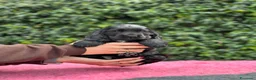 Cocker cani in vendita: Cocker spaniel inglese  - Annuncio 1