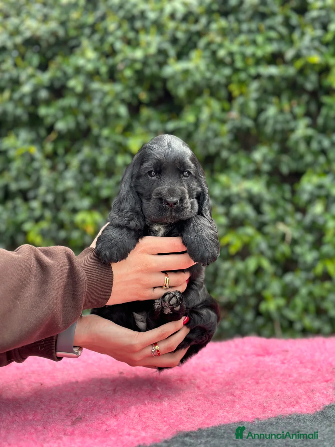 Cocker cani in vendita: Cocker spaniel inglese  - Annuncio 1