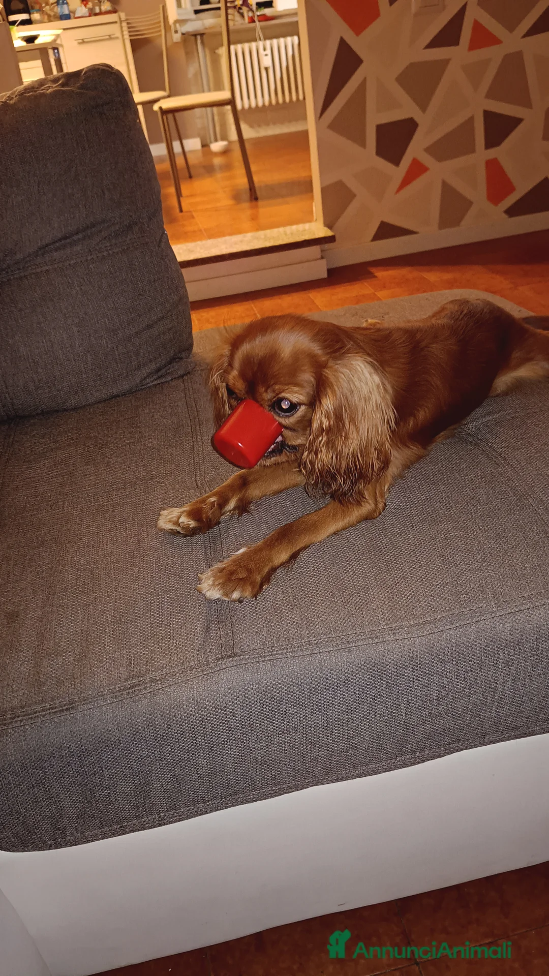 Cavalier King cani in vendita: Dolcissima Cavalier King femmina cerca famiglia  - Annuncio 4