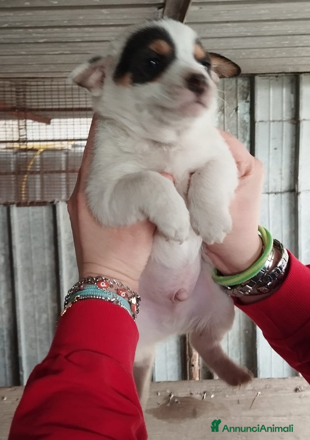 Altre razze cani in regalo: Fiammifero, Pandino, Pollicino, Lucetta dolci cucc a Città metropolitana di Roma Capitale - Annuncio 2