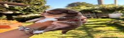 Chihuahua cani in vendita: Chihuahua  - Annuncio 6