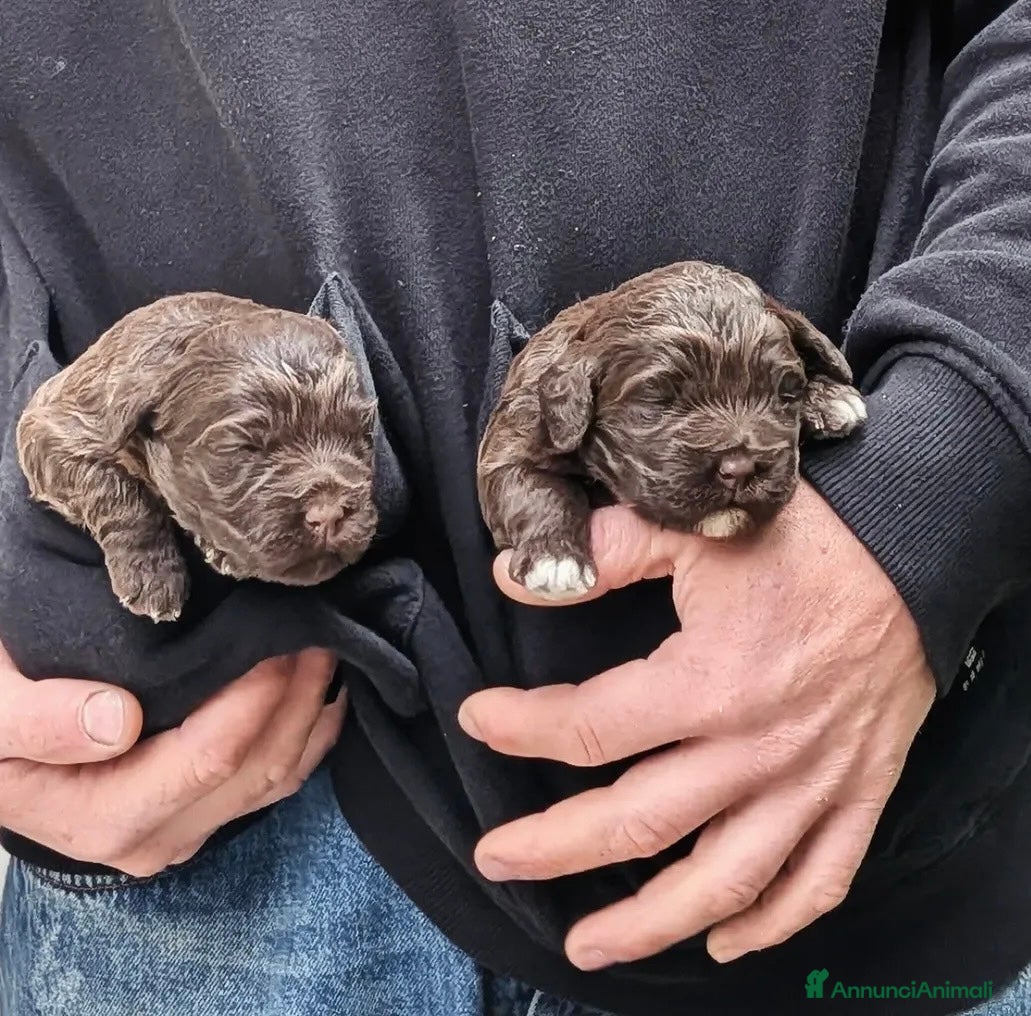 Lagotto cani CUCCIOLI LAGOTTO ROMAGNOLO ❤️ - Annuncio 3