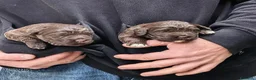 Lagotto cani in vendita: CUCCIOLI LAGOTTO ROMAGNOLO ❤️ - Annuncio 1