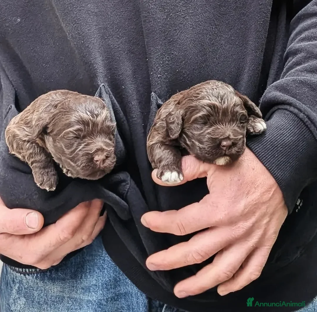 Lagotto cani in vendita: CUCCIOLI LAGOTTO ROMAGNOLO ❤️ - Annuncio 1