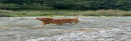 Golden Retriever cani in vendita: Maschietti di golden retriever  - Annuncio 16