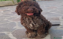 Lagotto cani in vendita: Cuccioli di Lagotto Romagnolo con Pedigree ROI  a Provincia di Chieti - Immagine 3