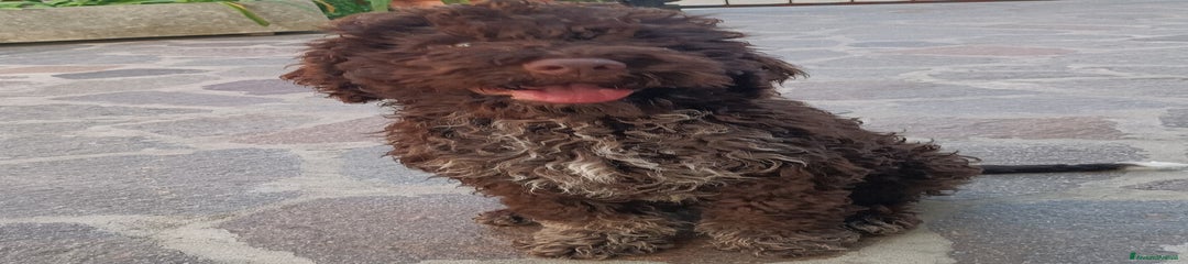 Lagotto Cucciolo 1