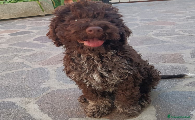 Lagotto cani a Provincia di Chieti - Annuncio 1