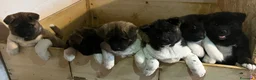 Akita Americano cani in vendita: AKITA AMERICANO  - Annuncio 10