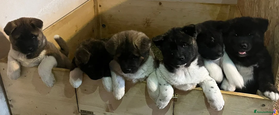 Akita Americano cani in vendita: AKITA AMERICANO  - Annuncio 10