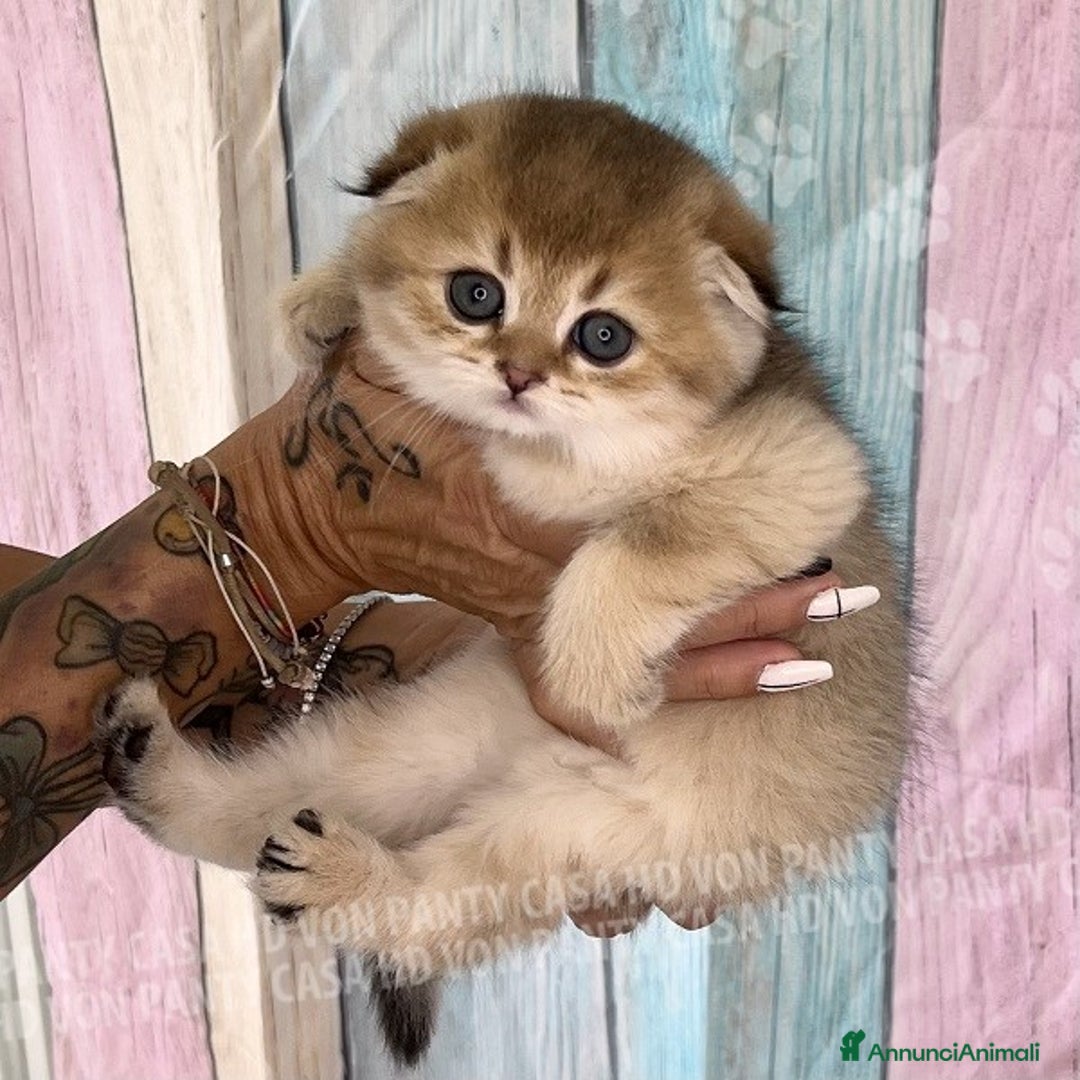 Scottish gatti in vendita: Cucciole Scottish Fold - Annuncio 12