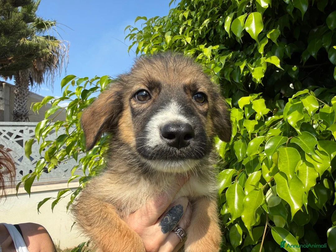 Meticcio cani in regalo: SPARTACO 💙 era stato scelto. Ora aspetta ancora… a Provincia di Vercelli - Annuncio 2