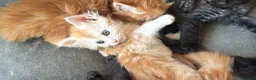 Maine Coon gatti in vendita: Cuccioli di Maine coon con pedigree - vari colori  - Annuncio 8