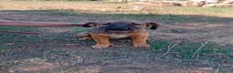 Meticcio cani in regalo: GIGIA  BEAU - Annuncio 3