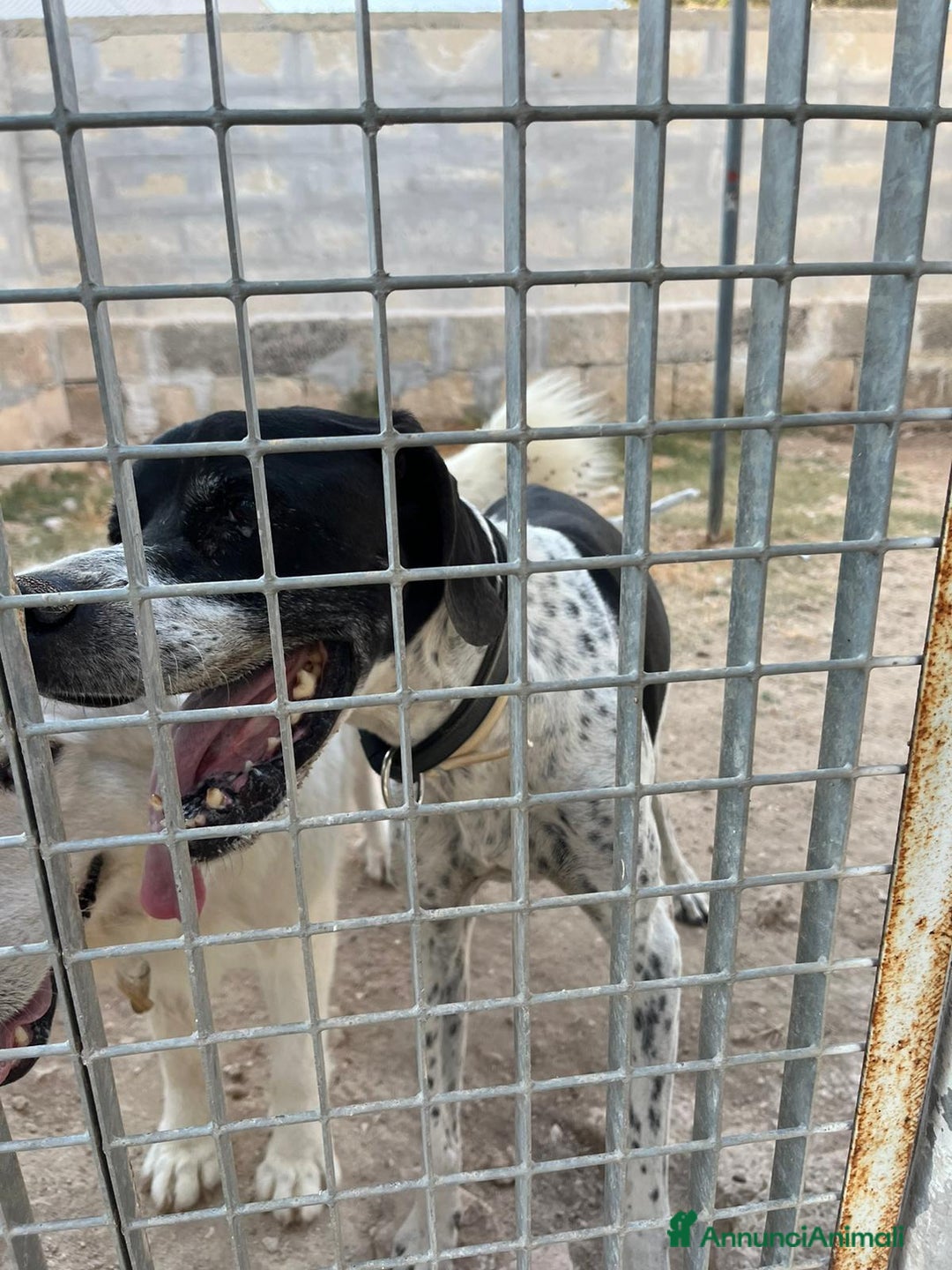 Pointer cani in regalo:  Dolcissimo cane in adozione, DJANGO! - Annuncio 3