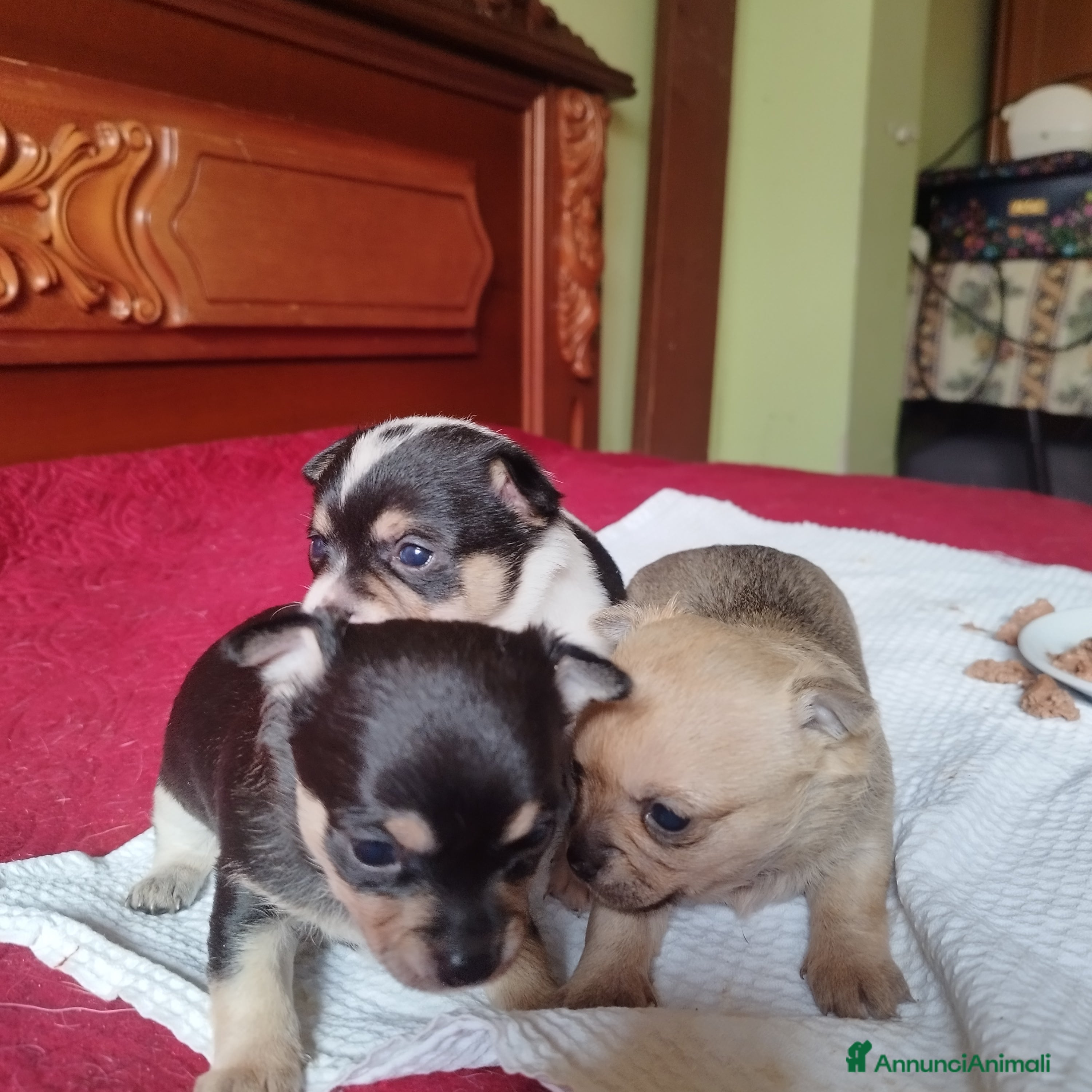 Chihuahua cani Privato  - Annuncio 1