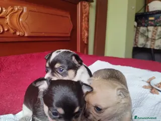 Chihuahua cani Privato - Annuncio 1
