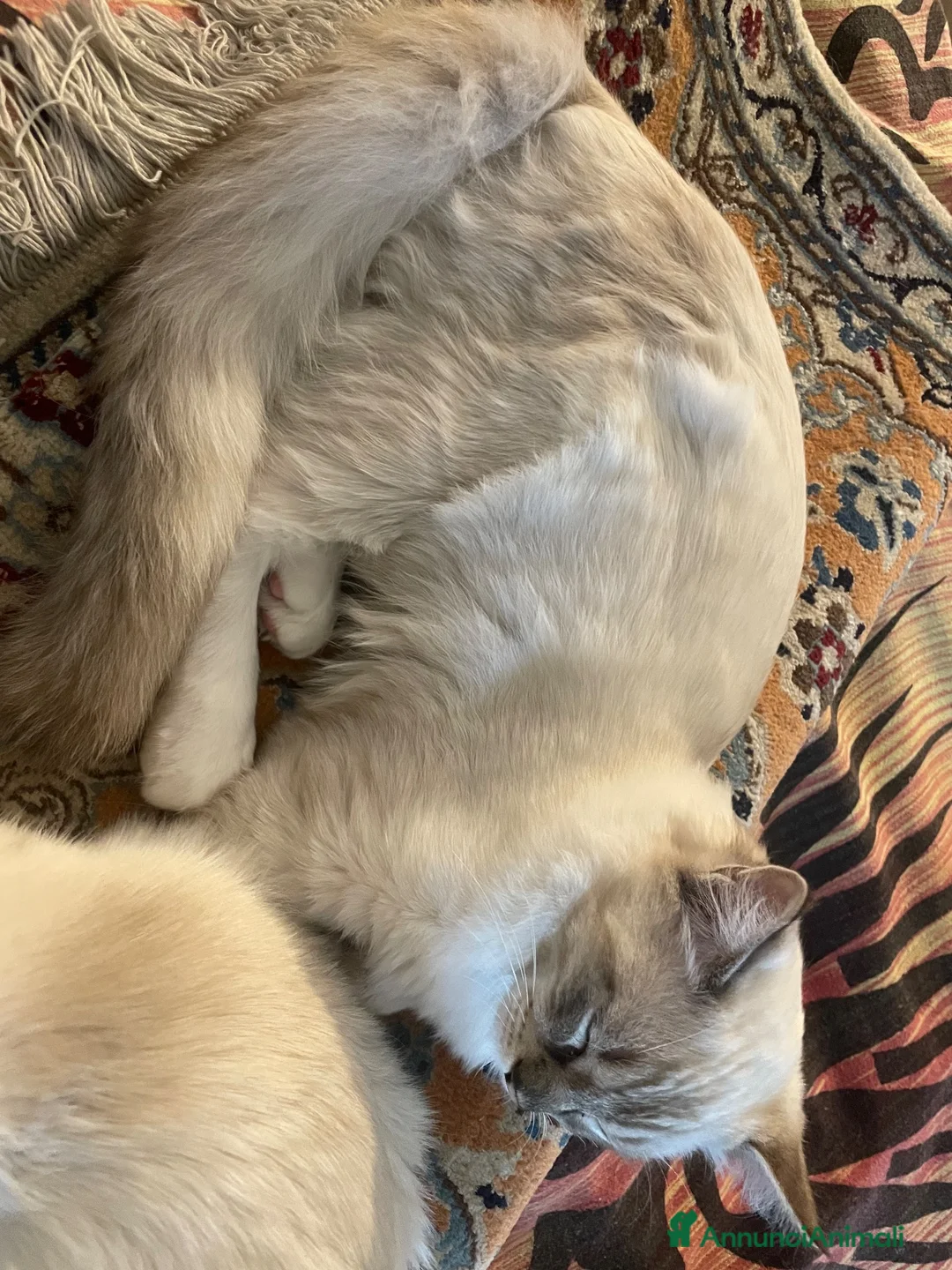 Ragdoll gatti in vendita: Gatto ragdoll - Annuncio 2