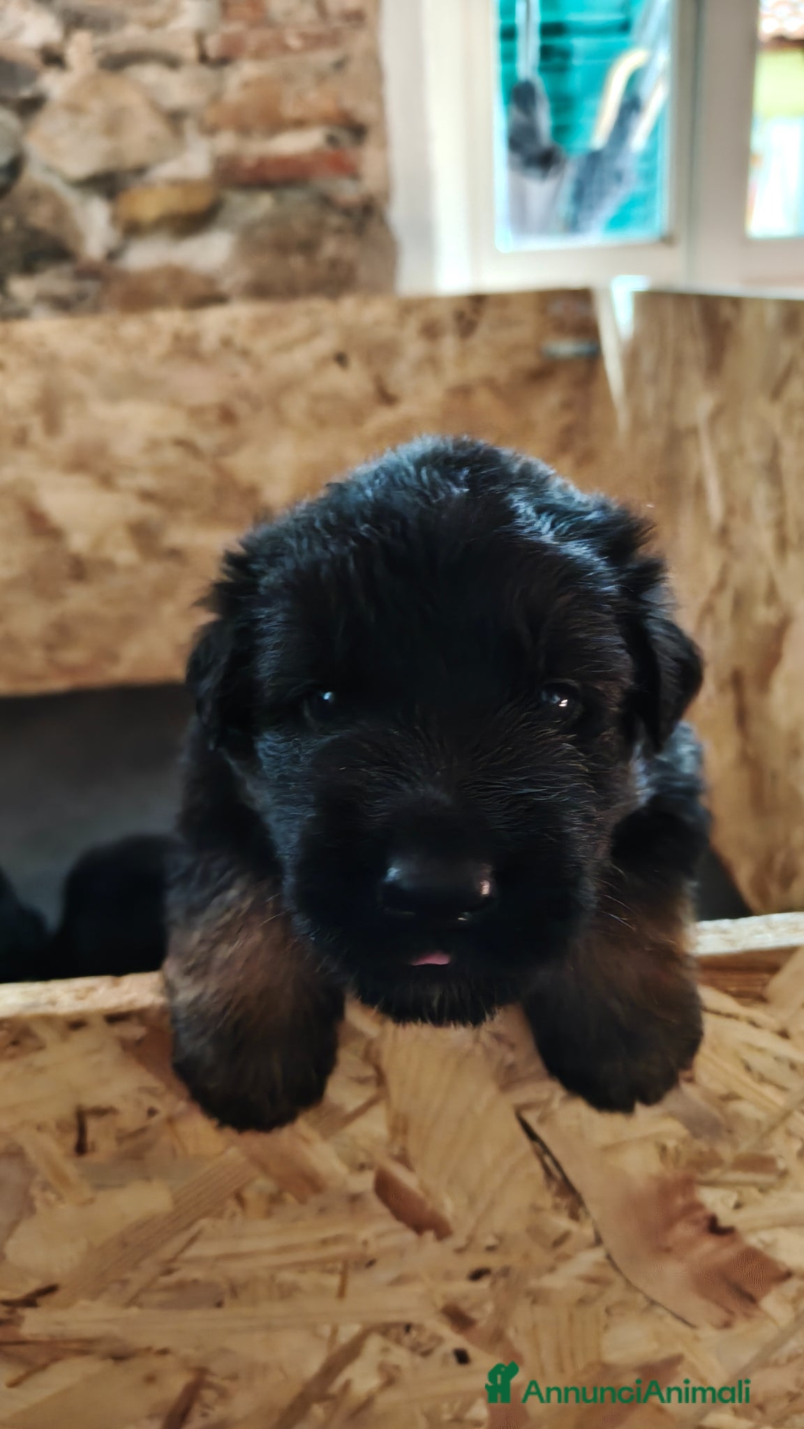 Pastore Tedesco cani Cuccioli Pastore Tedesco Pelo Lungo  - Annuncio 3