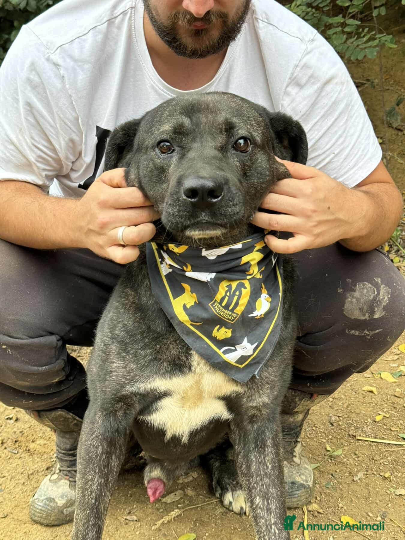 Meticcio cani HERCULES, molosso dalla bontà unica! - Annuncio 2