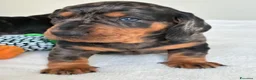 Bassotto cani in vendita: bassottina arlecchino  - Annuncio 18