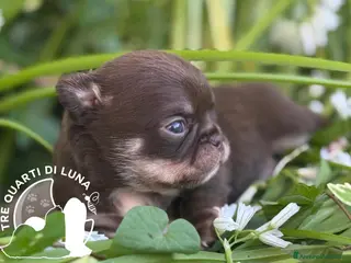 Chihuahua cani Chihuahua Cuccioli TreQuartidiLuna - Annuncio 6