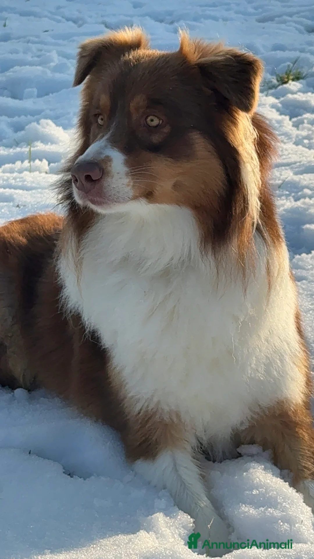 Australian Shepherd cani per accoppiamento: Australiano Red Tricolor  a Provincia di Ravenna - Annuncio 2