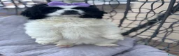 Pechinese cani in vendita: Cucciola femmina pechinese  - Annuncio 4