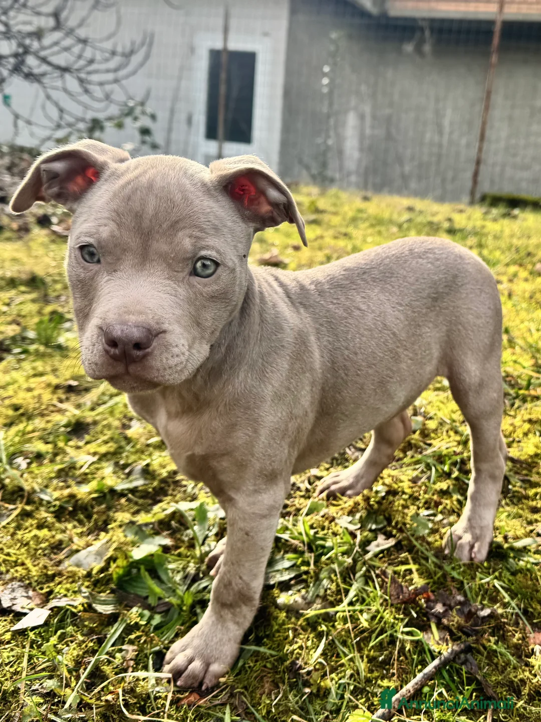 Pitbull cani in vendita: American Pitbull Terrier - Annuncio 11