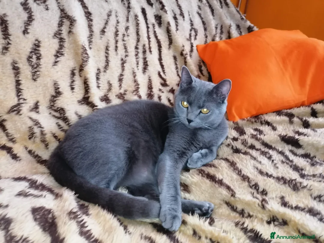 Immagine della galleria {{count}}