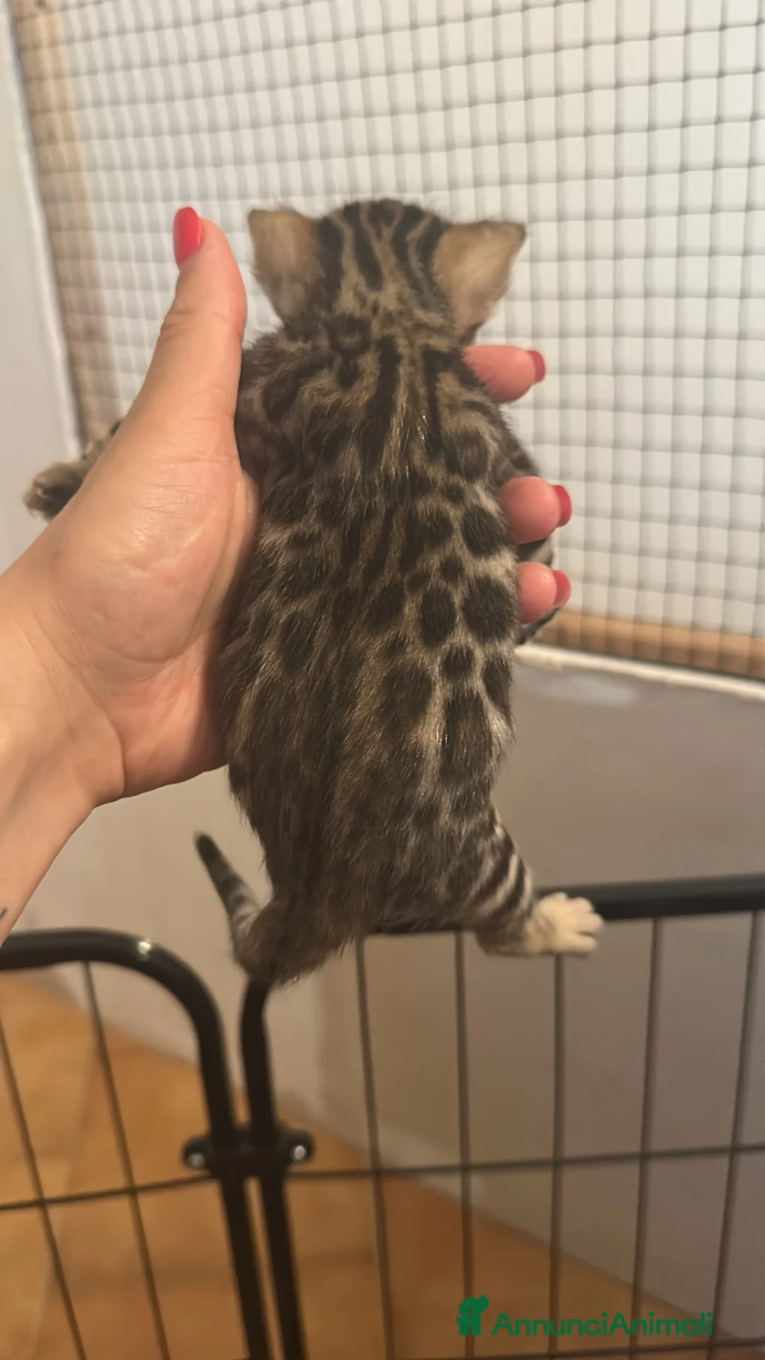 Bengala gatti in vendita: Ultima femmina bengala  - Annuncio 3