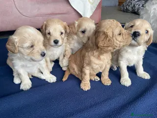 Maltipoo cani Meravigliosi cuccioli di Maltipoo F2B - Annuncio 2