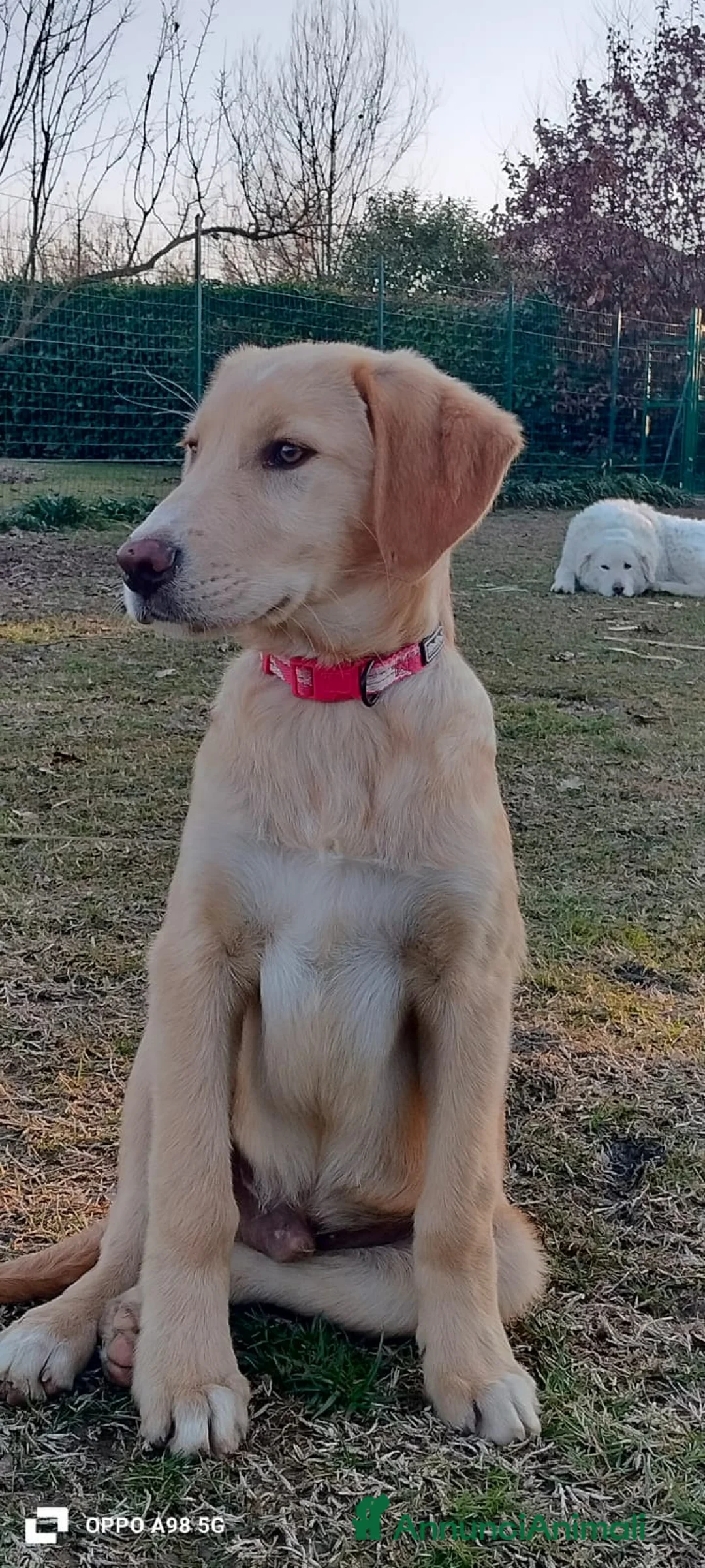 Meticcio cani in regalo: Danny meraviglioso cucciolo di 4 mesi e mezzo - Annuncio 5